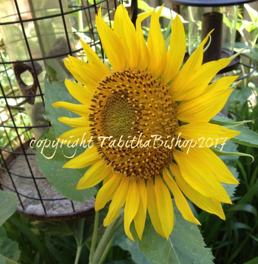 sunflower 1